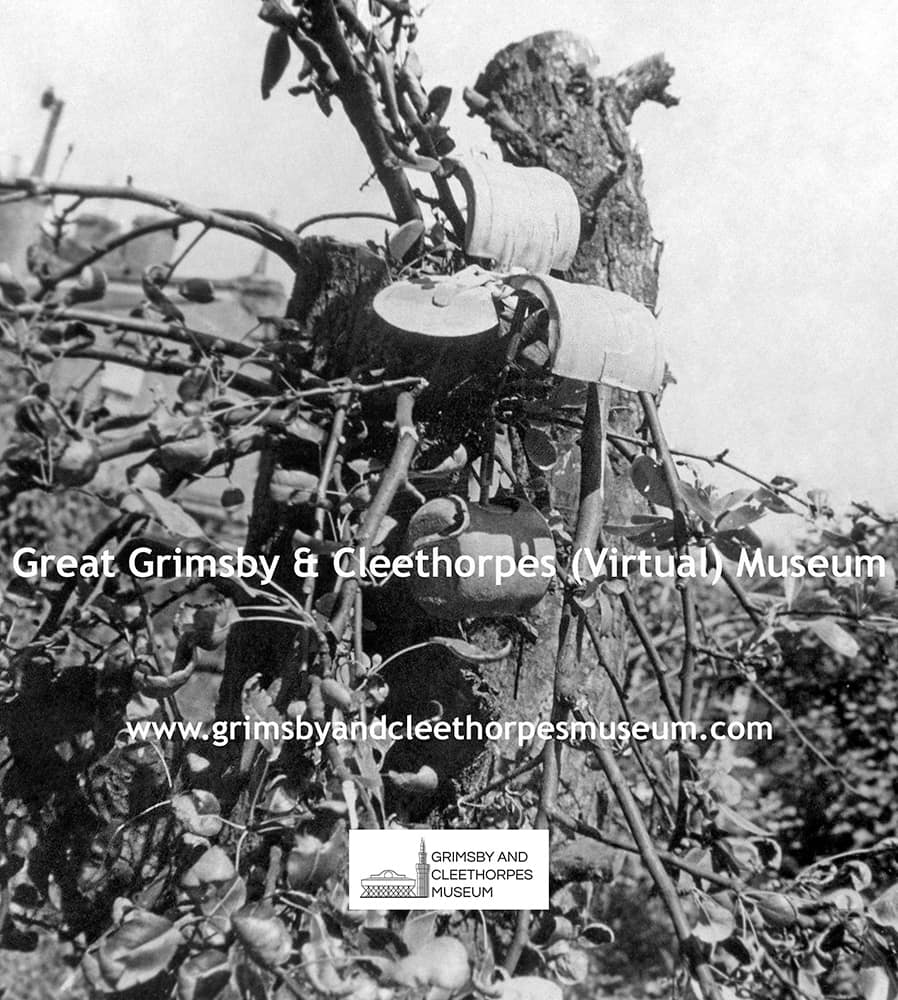 ‘Butterfly bomb’ lodged in a hedge c1943.