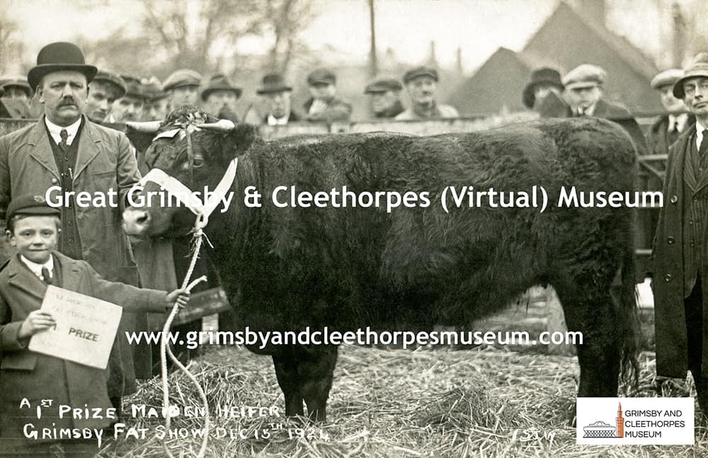 A 1st Prize Maiden Heifer at the Grimsby Fat Show 1924.