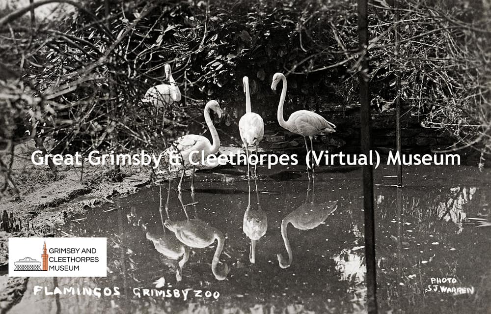 Beechfield Zoo, Grimsby; Flamingos c1930.